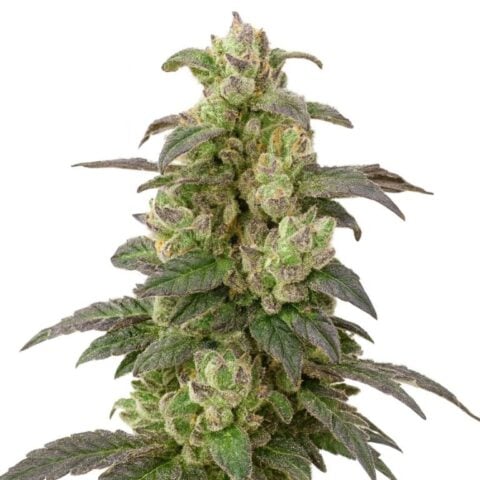 Coffee cannabis seeds