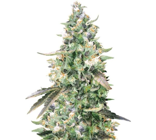 Critical Bilbo Cannabis Seeds