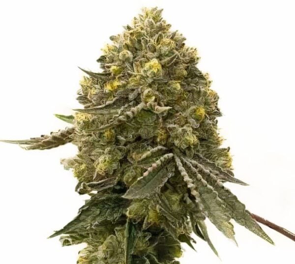 Critical Crack Cannabis Seeds