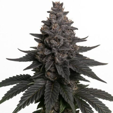 Close-up of a dark purple cannabis bud with dense trichomes and deep-colored leaves.