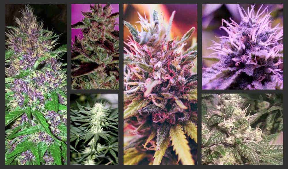 Key Factors in Climate-Based Strain Selection