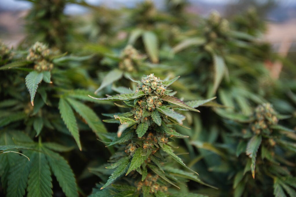 Diverse Cannabis Usage Patterns Across Age Groups in Australia