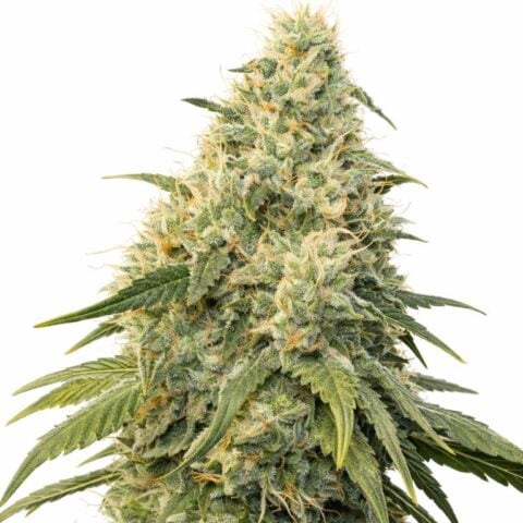 Dragons Breath cannabis seeds