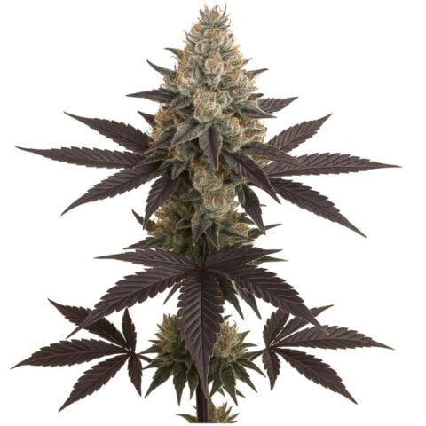 Close-up of a Dream Queen cannabis bud with frosty trichomes and dark purple fan leaves.