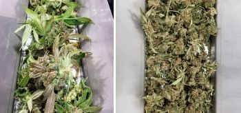dry trimming vs wet trimming.