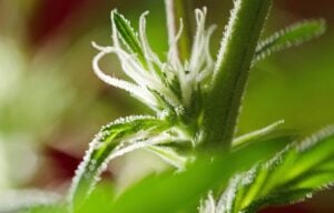 Close-up of a cannabis plant showing early signs of flowering with white pistils emerging from the nodes.