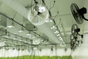 Indoor cannabis grow room with LED lighting, ventilation fans, and climate control systems suspended from the ceiling.