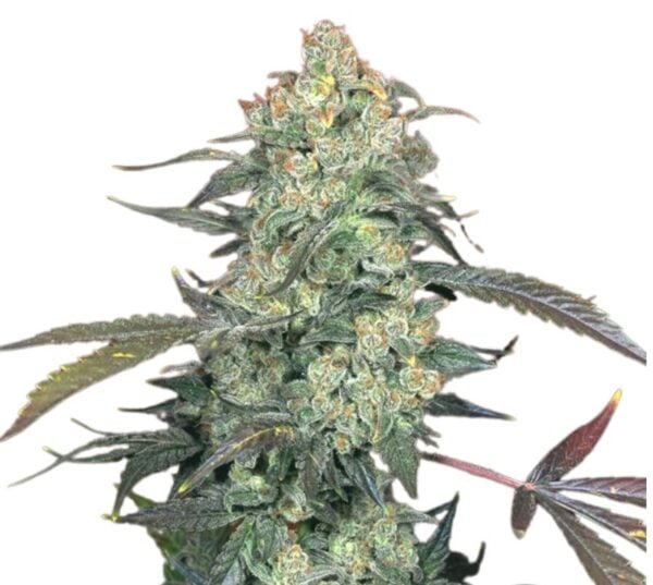 Ecto Cooler Cannabis Seeds