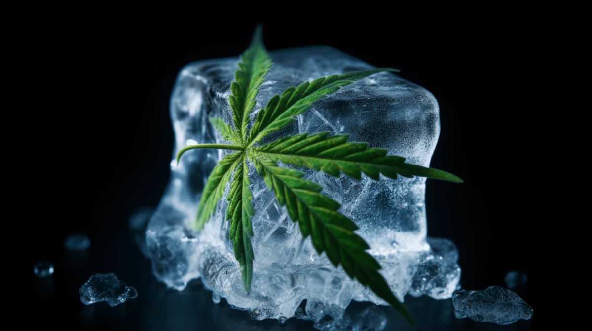 FLASH FROZEN CANNABIS