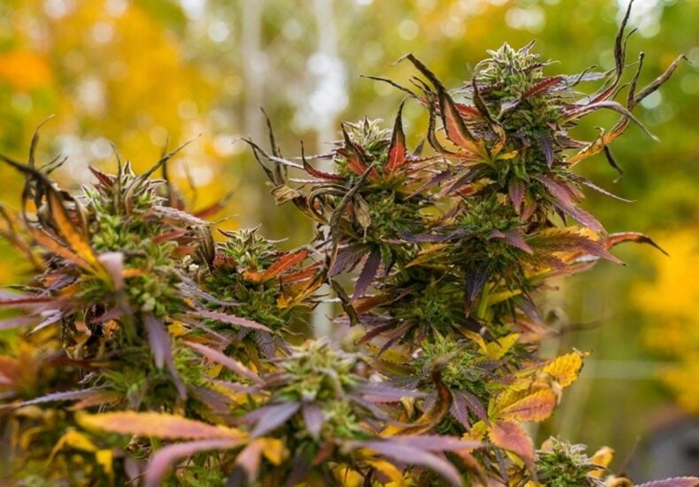 Fall Harvest Cannabis Seeds