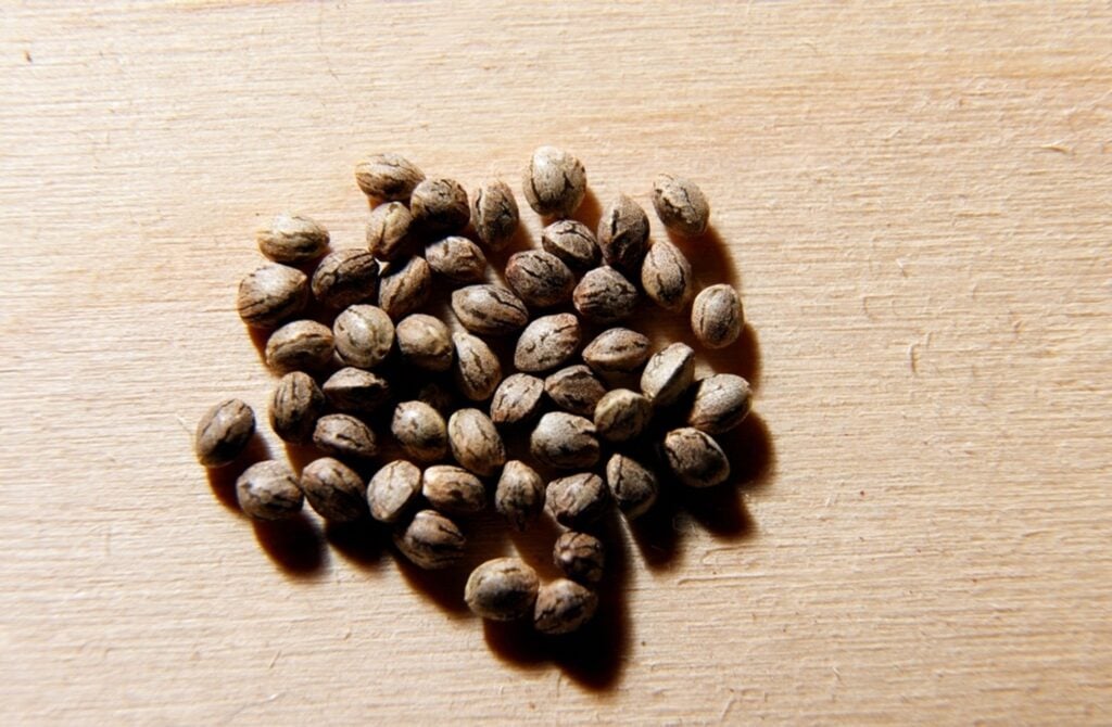 feminized seeds