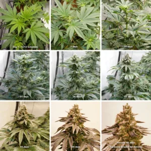cannabis flowering stage