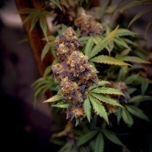 Fruit pebbles11