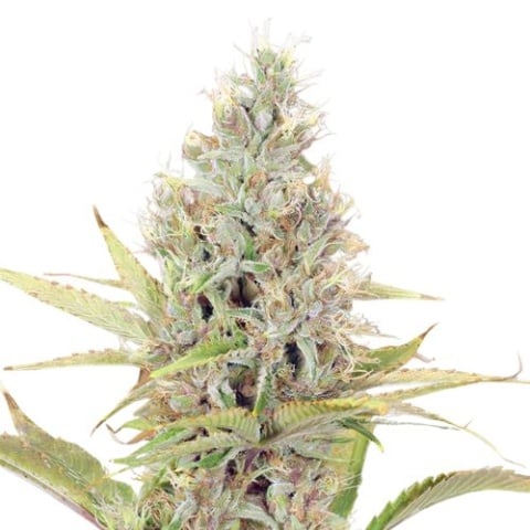 G13 cannabis seeds