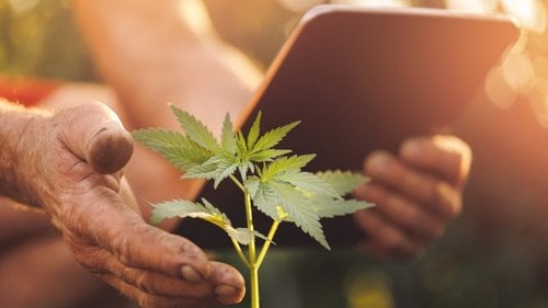 How to grow marijuana
