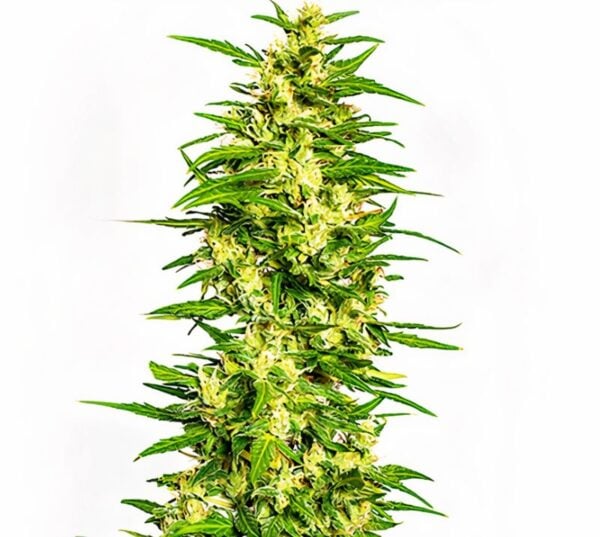 Gatekeeper OG Cannabis Seeds