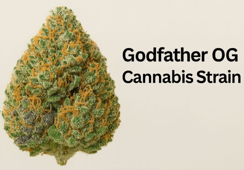 Godfather OG cannabis strain grow guide