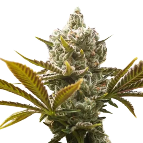 god's treat cannabis seeds