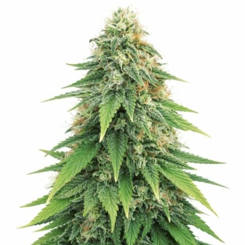godzilla cannabis seeds