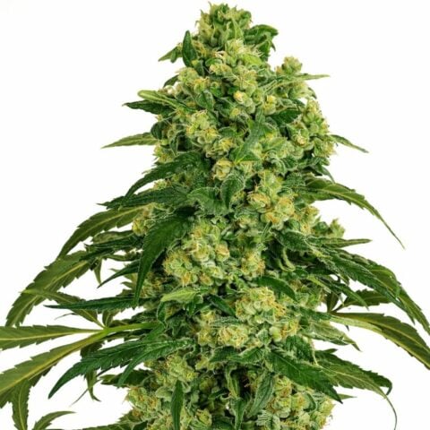 Grandmas Sugar Cookies Cannabis Seeds