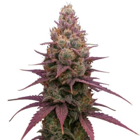 Close-up of a Grape God cannabis bud with frosty trichomes, orange pistils, and deep purple fan leaves.