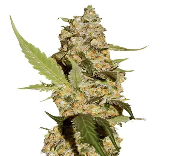 Green Dream Cannabis Seeds