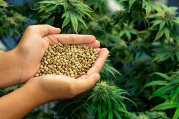 growers choice seeds