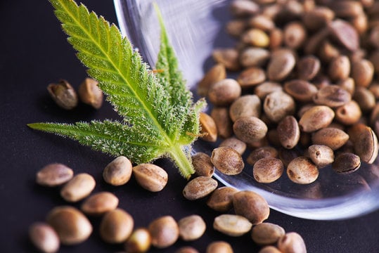 Close-up of cannabis seeds scattered on a black surface beside a vibrant green cannabis leaf, symbolizing premium genetics in the Growers Choice Seed Collection by Royal King Seeds.