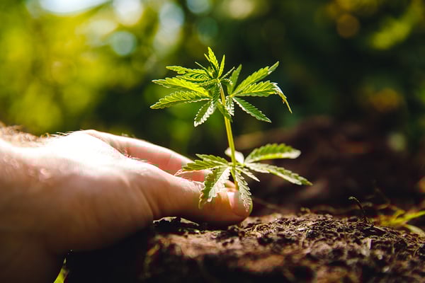 Growing Conditions for Diamond Frost CBD