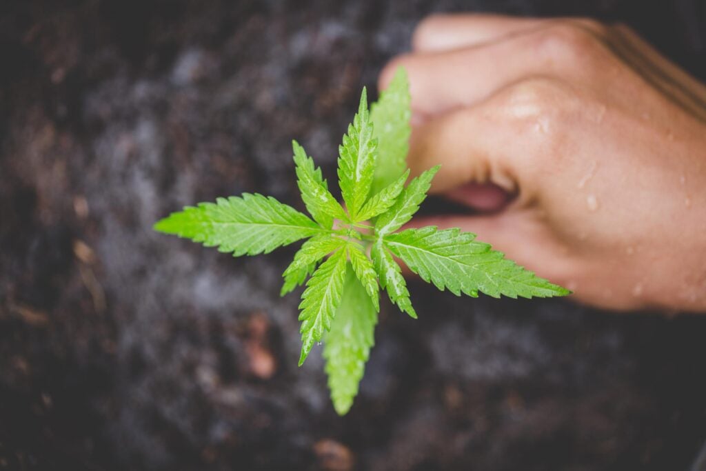 Growing Conditions for Harmony Rose