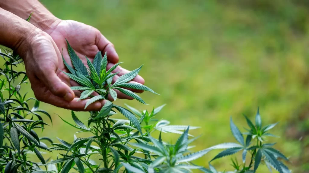 Growing Conditions for Skunk CBD