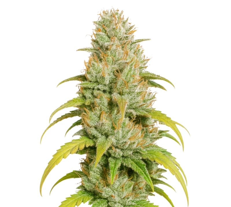 Close-up of a Harlequin CBD cannabis plant featuring trichome-covered buds, bright orange hairs, and serrated green leaves with yellowing tips.