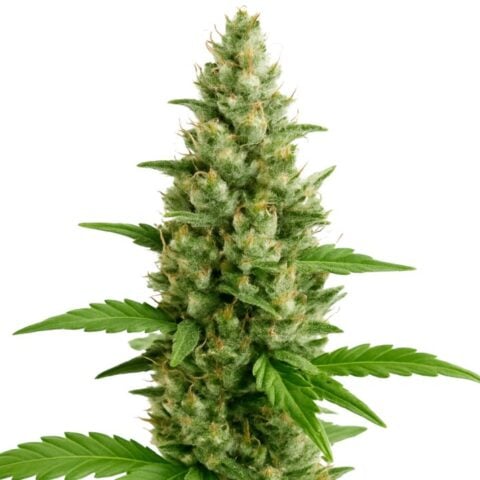 Close-up of a Headband cannabis plant featuring chunky, trichome-rich buds with orange pistils and serrated green leaves.