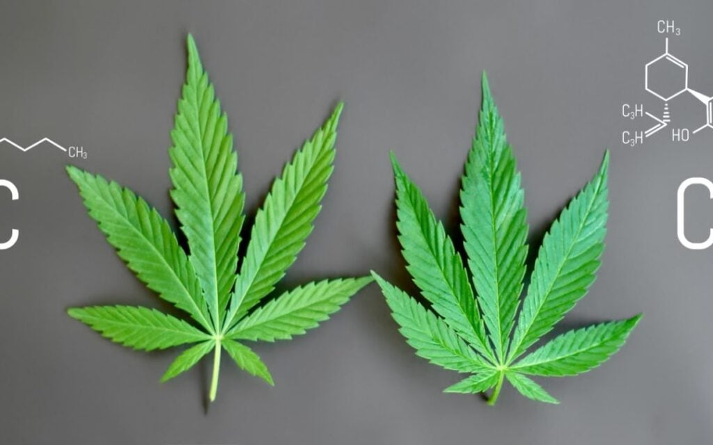 Health Benefits of Cannabis in Aurora