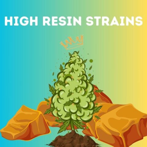 High Resin Strains Mixpack