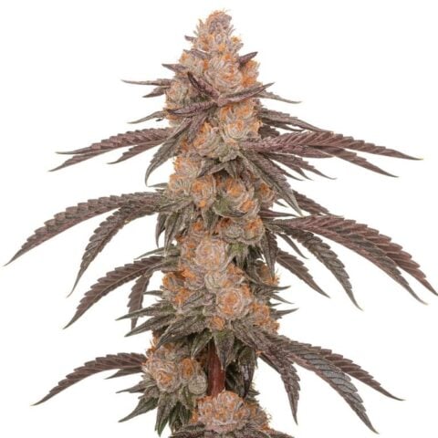 Hood Candy cannabis seeds