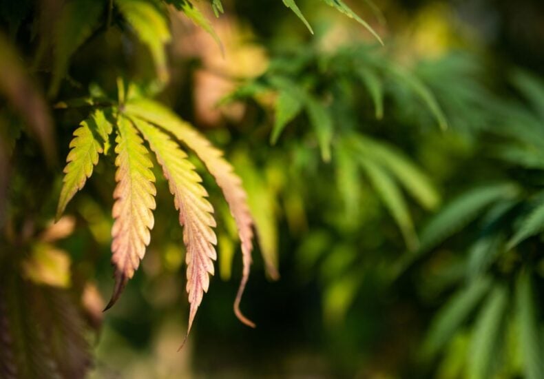 How Nutrients Affect Cannabis Plants
