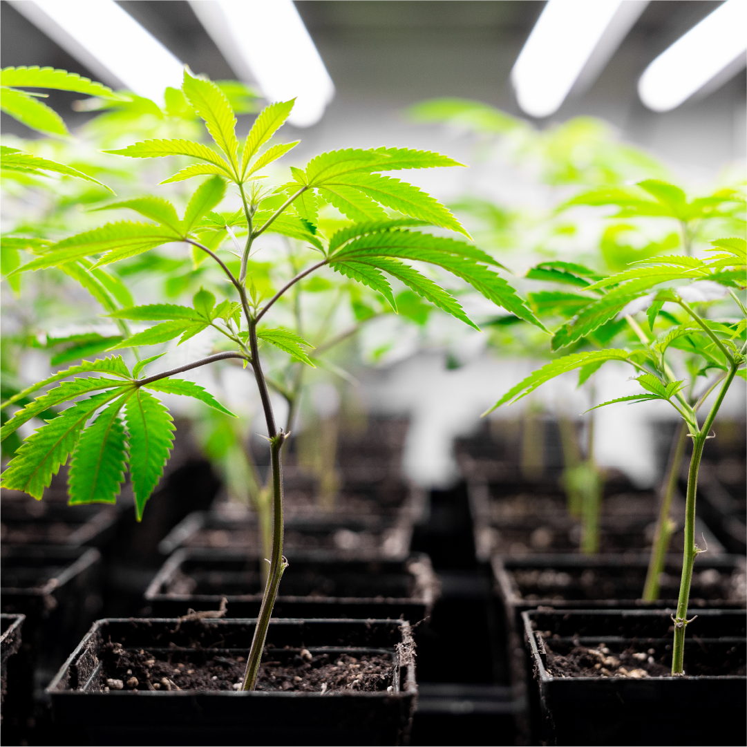 Hydroponic Cultivation An Overview