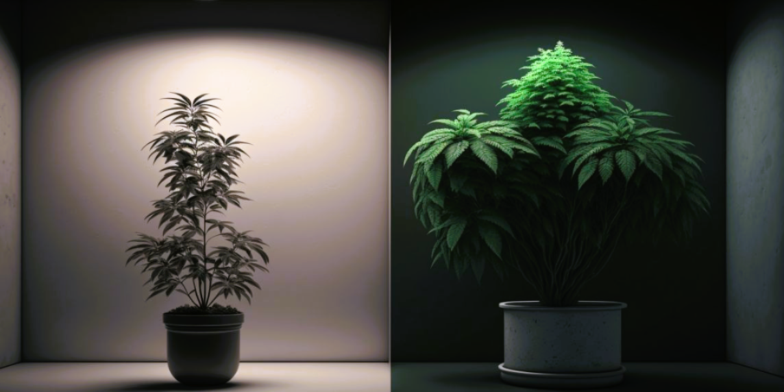 Hydroponic vs Soil Grown Cannabinoid and Terpene Production