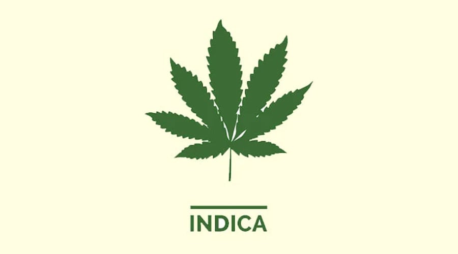 Indica Cannabis Leaf 1