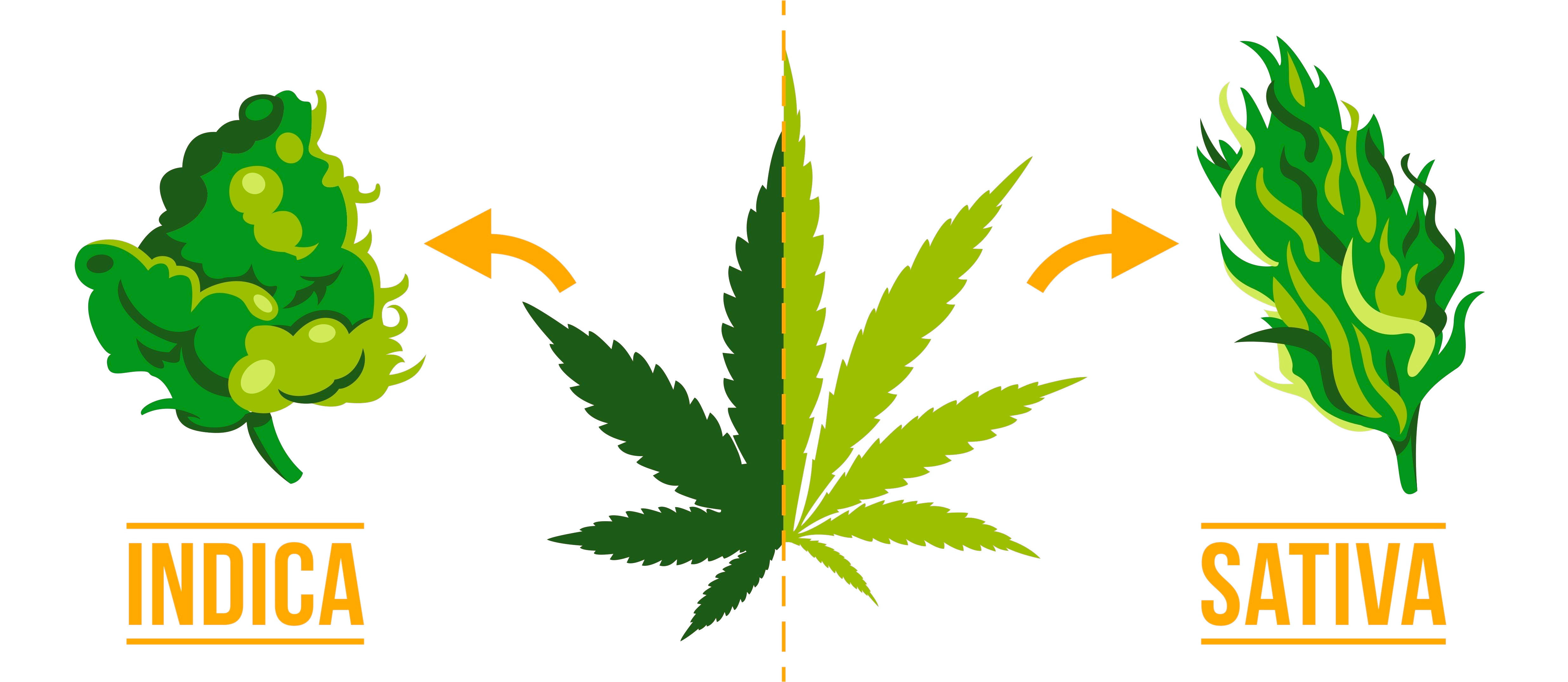Indica vs Sativa Dominance in Medical Cannabis 2