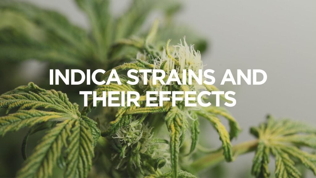 indica and medical benefits