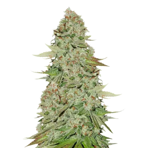 Jane Doe Cannabis Seeds