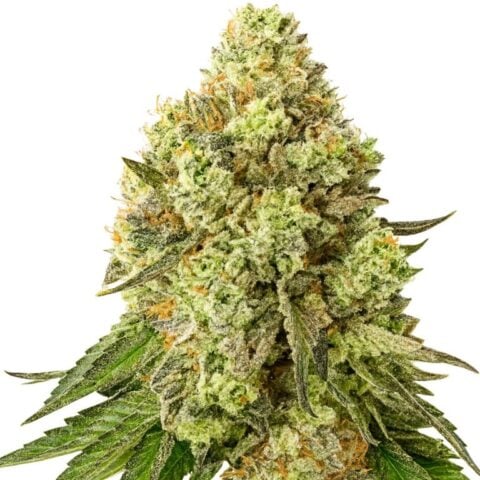 Jungle Cookie Cannabis Seeds
