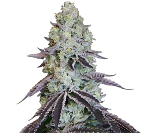 Katsu Bubba Kush Cannabis Seeds