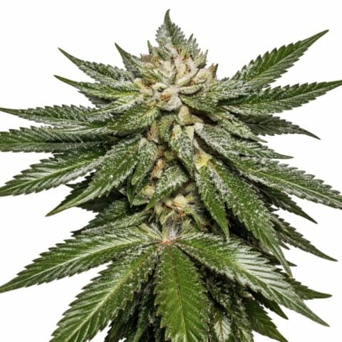Key Lime Pie Cannabis Seeds