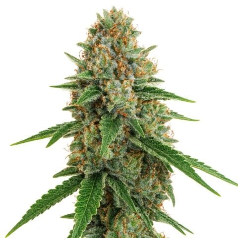 Kush Cake Cannabis Seeds