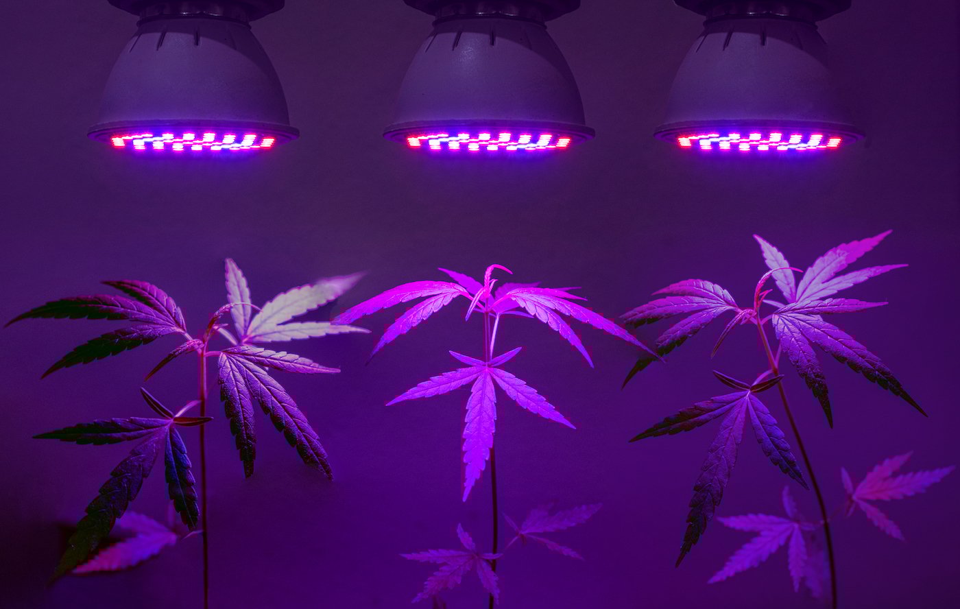 LED marijuana grow lights pros Thichaa shutterstock 1522132451