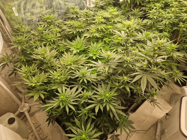 Indoor cannabis flowering room with robust, healthy plants in mid-bloom stage.