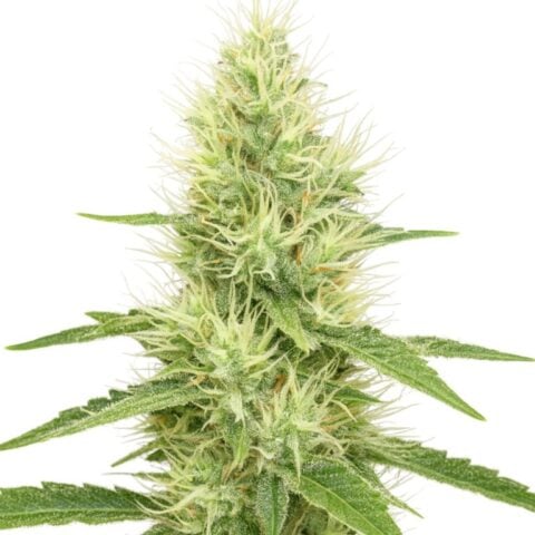 Lambo Cannabis Seeds